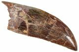 Serrated, Carcharodontosaurus Tooth - Real Dinosaur Tooth #241379-1